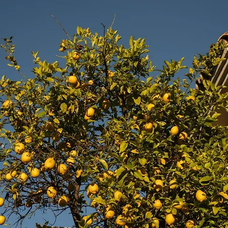 Casa Limon Villa Marbella